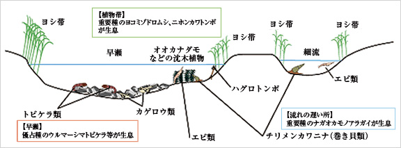 多様な生息環境を持つ河床形態と底生動物の分布状況